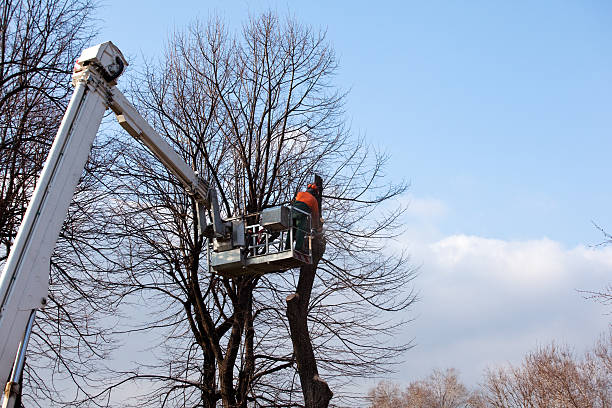 How Our Tree Care Process Works  in  Rochelle, IL